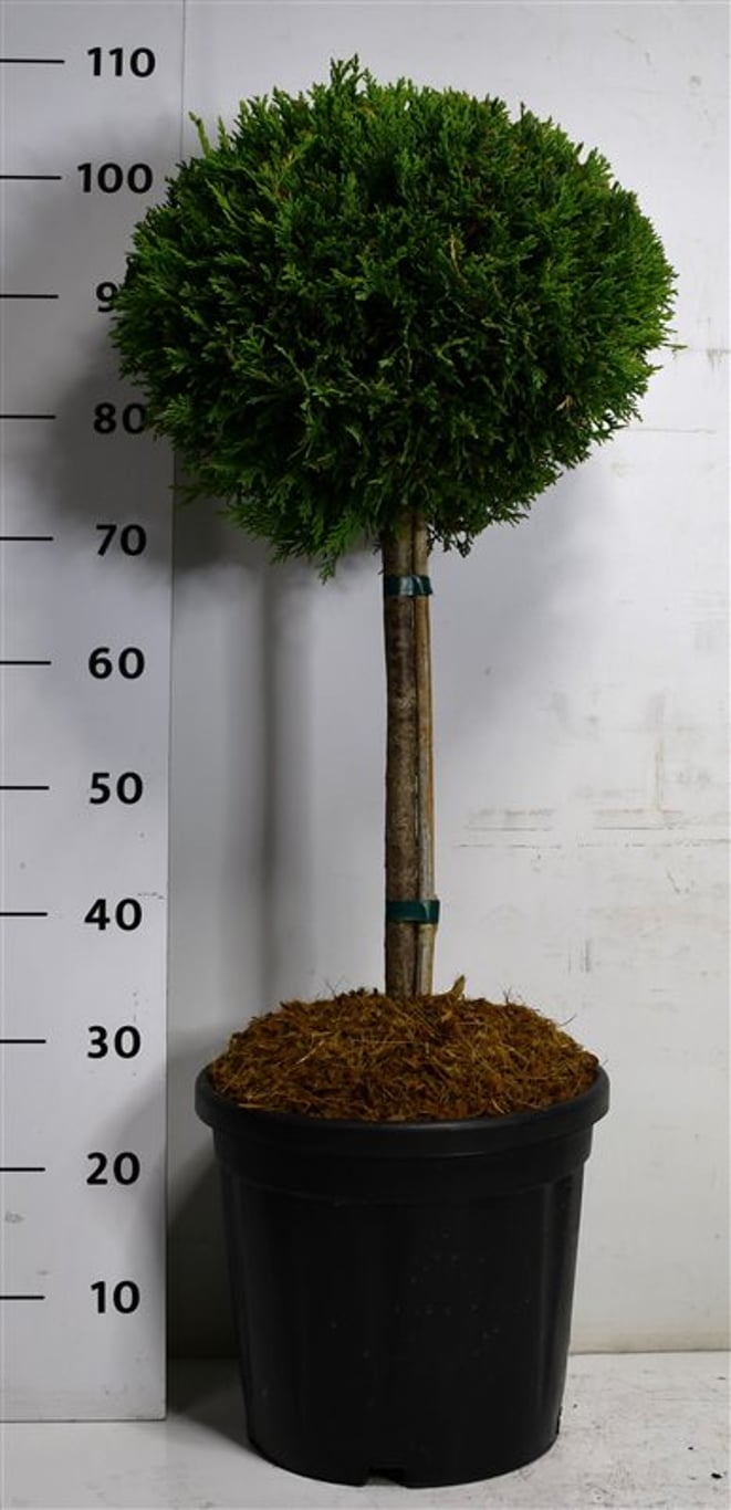 Cupressocyparis l. 'Castlewellan Gold' - 40 CM Stem C20